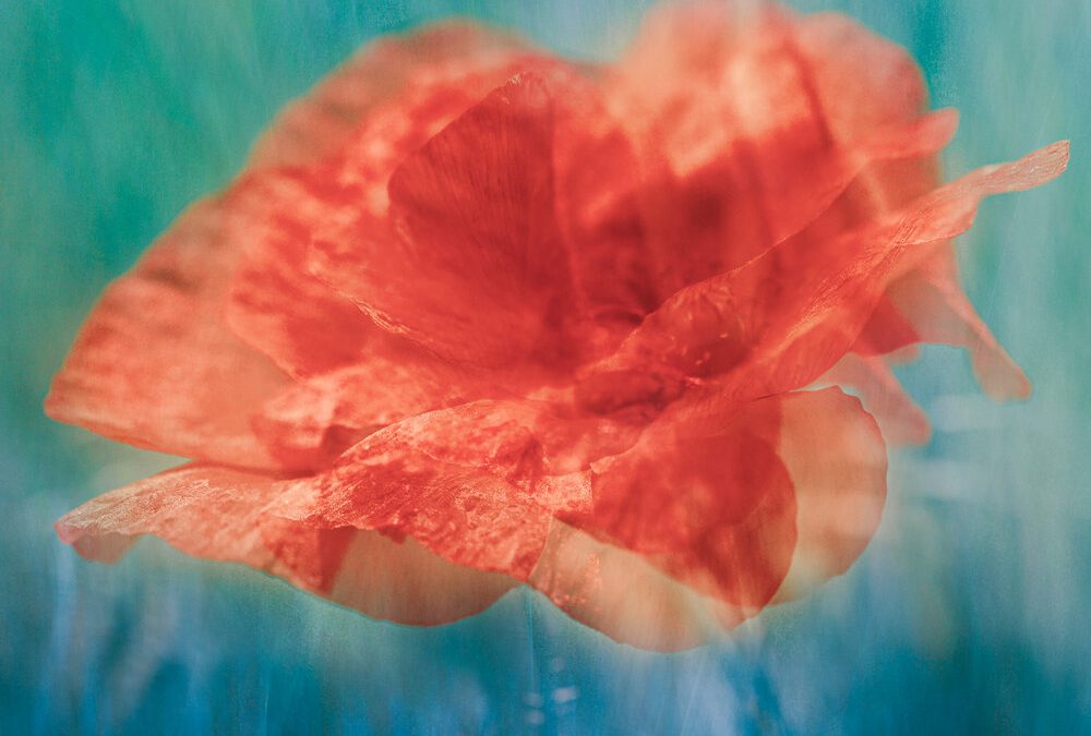 Alexander Devine’s sensory garden inspires stunning photographic collection