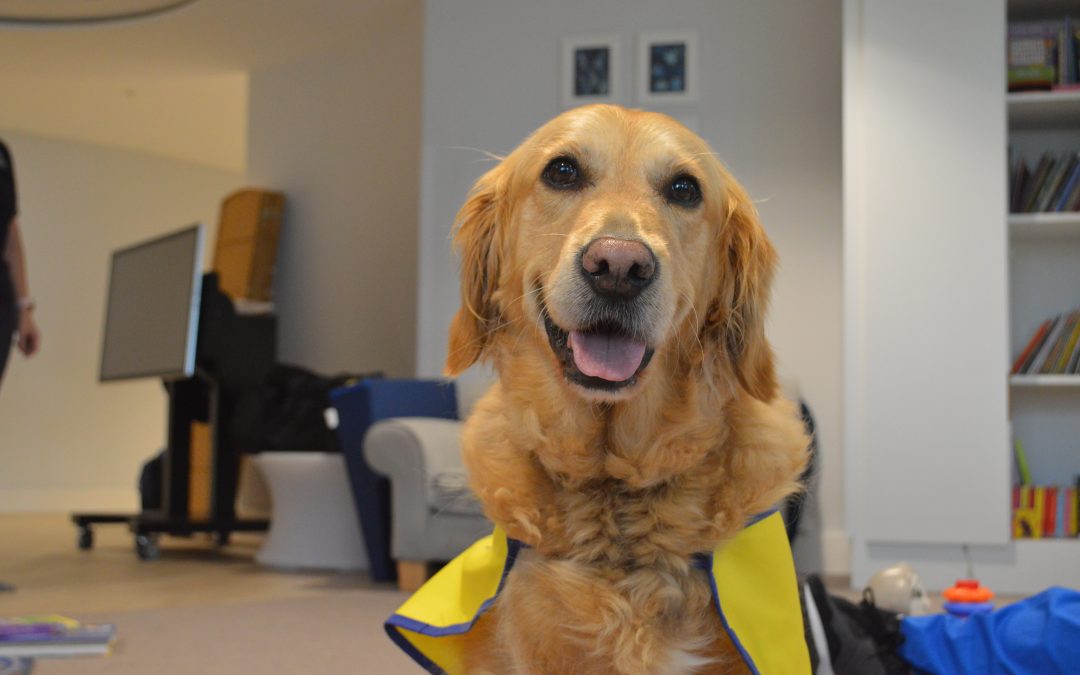 Evie, Our Wonderful Therapy Dog: An Afternoon of Joy and Comfort 